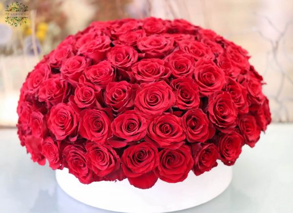 100 red roses in a round box
