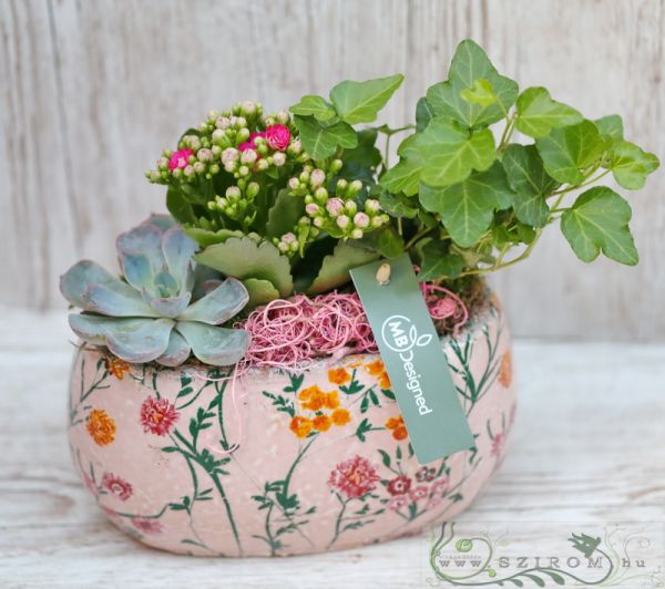 kleine Pflanzen in einen länglichen Topf mit Blumenmuster