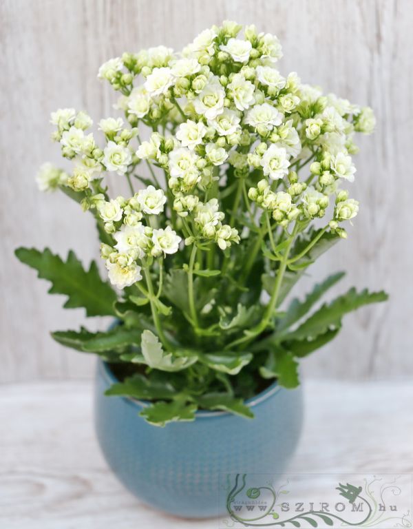 magas korallvirág, fehér (30cm)