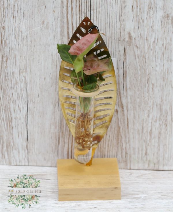 Hydrokulturpflanze im Blattpflanzenhalter (24 cm)