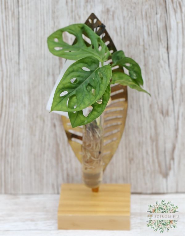 Hydrokulturpflanze im Blattpflanzenhalter (24 cm)