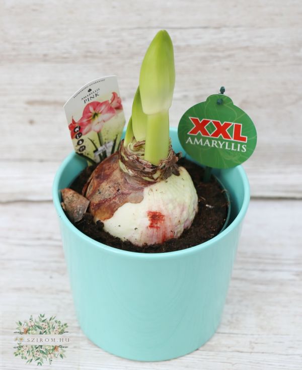 XXL amaryllis in different colors in pot