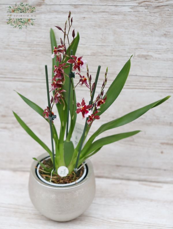 Burrageara orchid in a pot