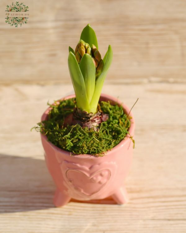 Hyacint in heart pot