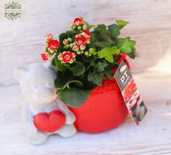 Teddy plant arrangement
