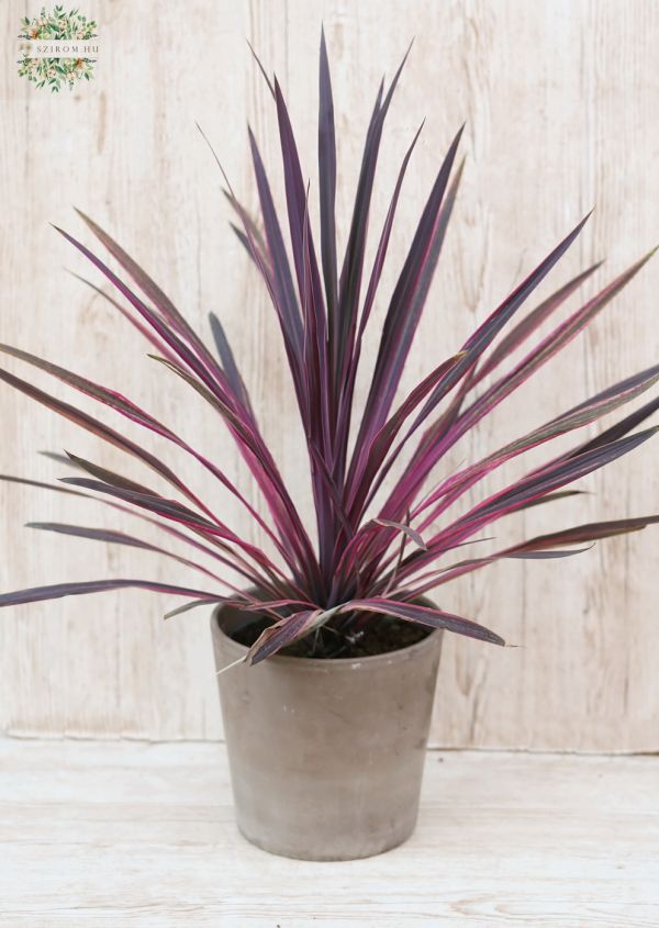 Cordyline (bunkóliliom) kaspóban