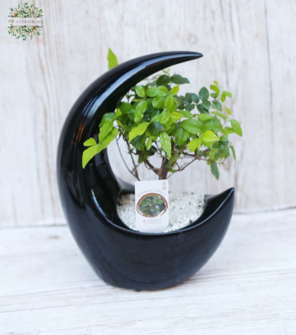 Bonsai in einer mondförmigen schwarzen Schale