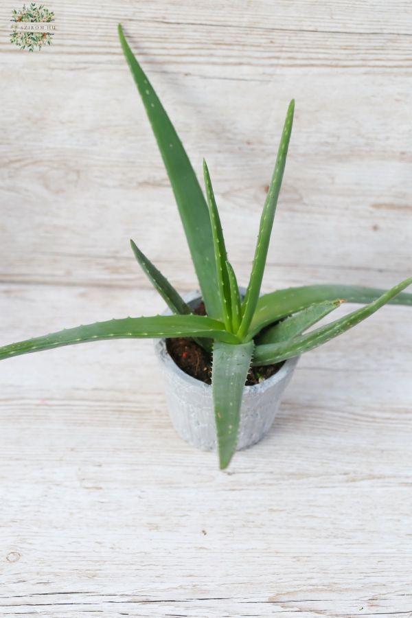 Aloe kaspóval