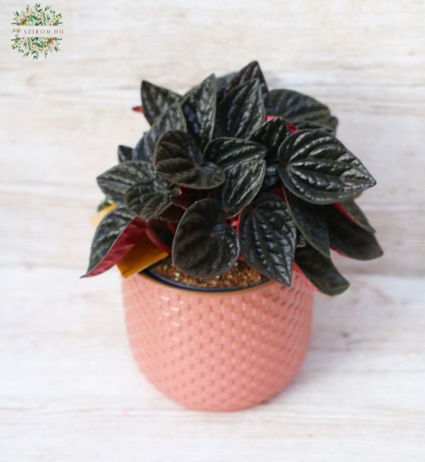 Peperomia Rojo with pot