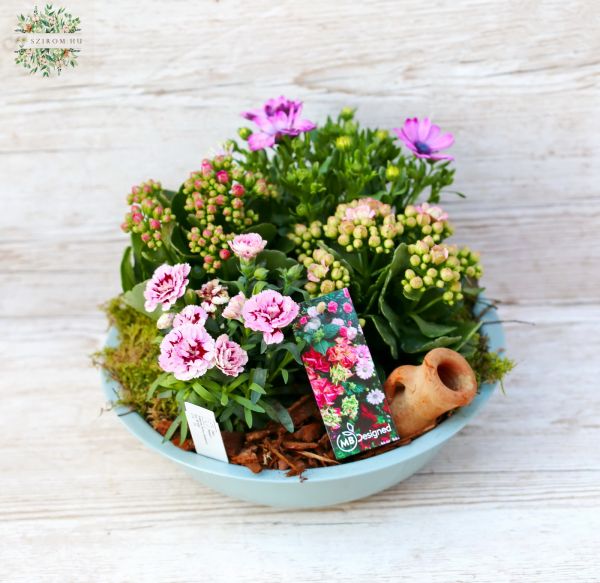 Balcony planting flowering plants (pink May basket)