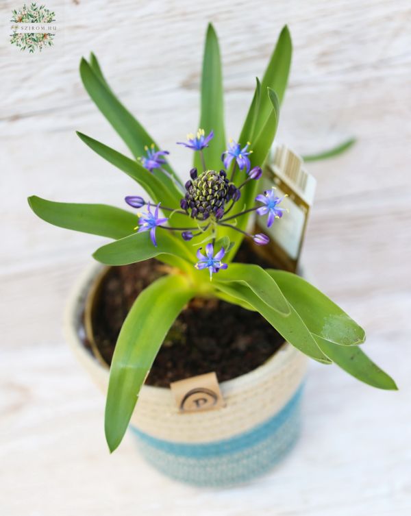 Scilla with pot