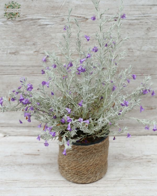 eremophila nivea