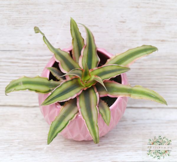 csillagrózsa (Cryptanthus) kaspóban