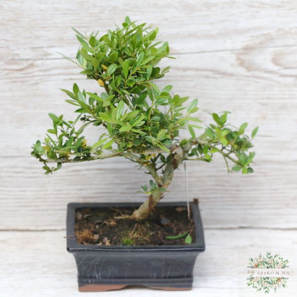 bonsai (Ilex)