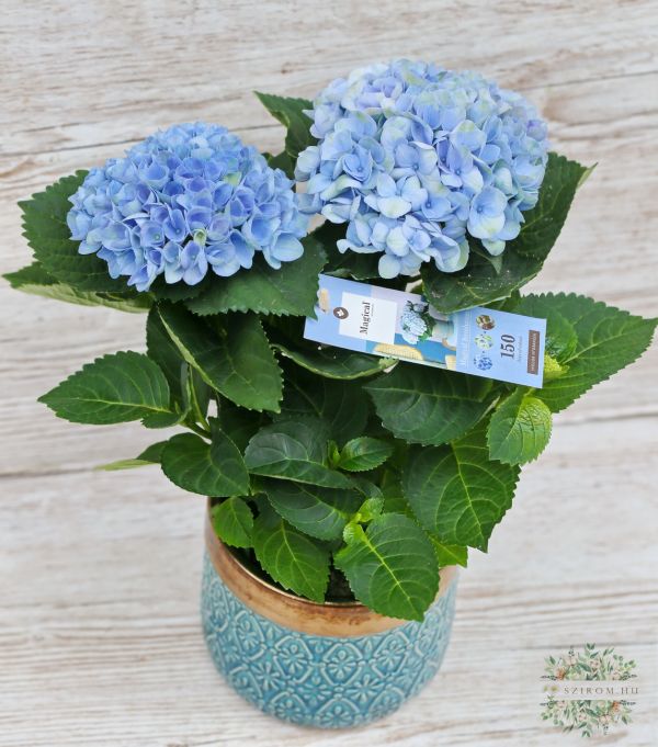 mini blue hydrangea in a pot