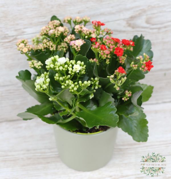 tricolor kalanchoe in a pot