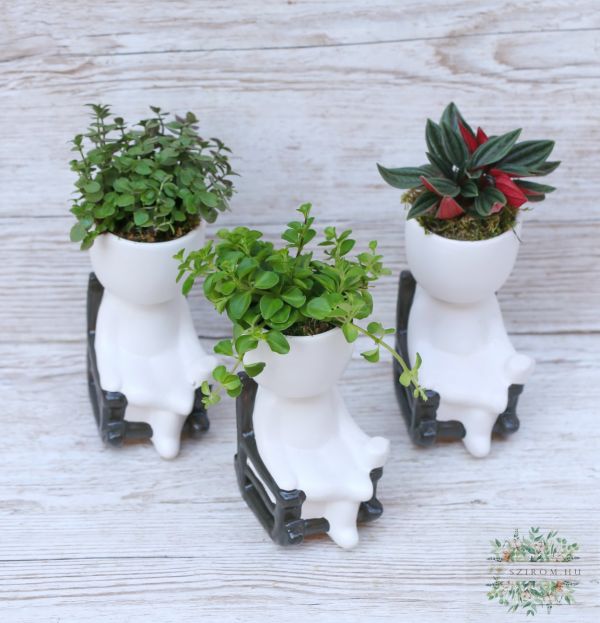 small green plant in a rocking chair man pot, various, 1pc