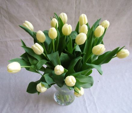 20 tulips in a vase