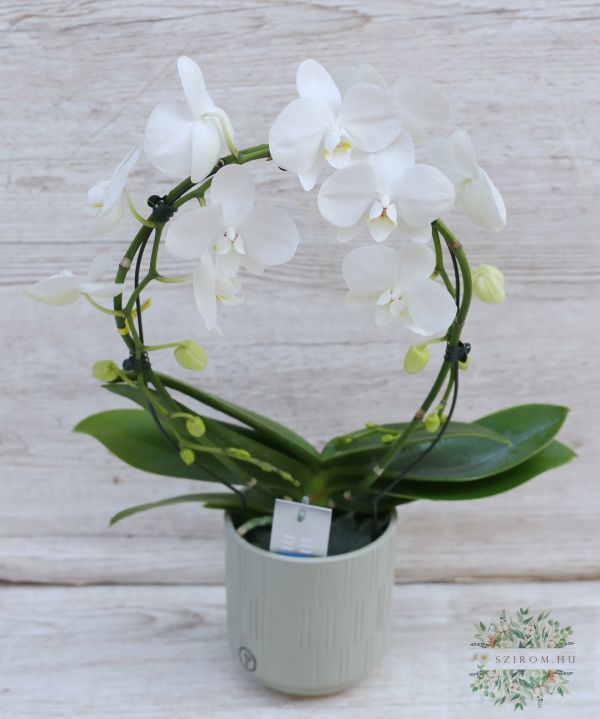 fehér karikába futtatott Phalaenopsis orchidea kaspóban