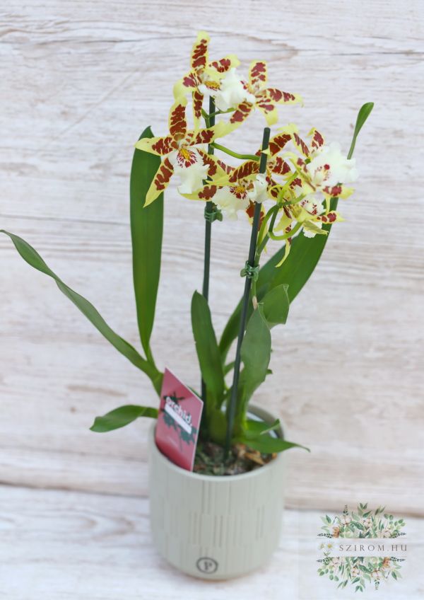 Cambria orchidea kaspóban