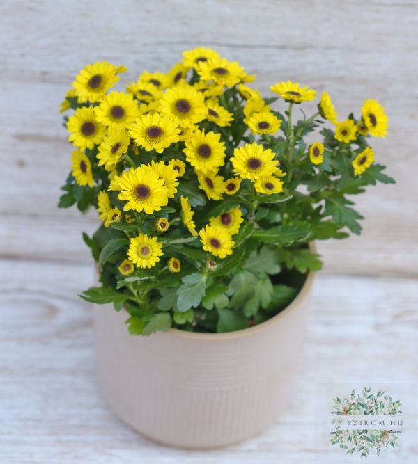 a daisie with a small yellow flowers (Chrysanthemum Sunny Day)