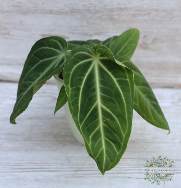 Anthurium clarinervium flamingóvirág kaspóban