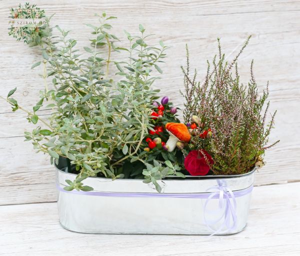 herbstlicher Pflanzkorb mit Pflanzen, die im Freien gepflanzt werden können