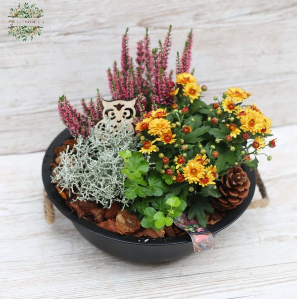 Herbst Pflanzenanordnung Garten