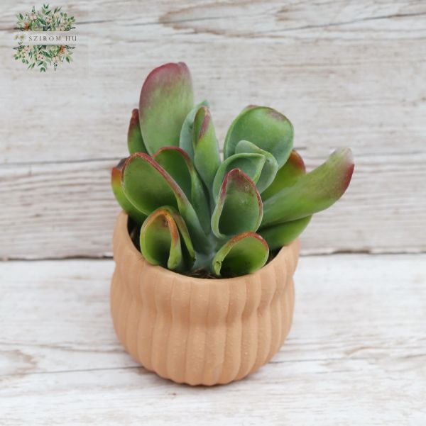 Kalanchoe Oricula mit Topf