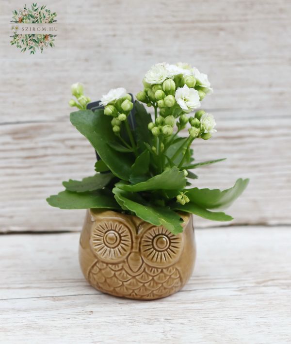 Mini-Korallenblume mit Eulentopf