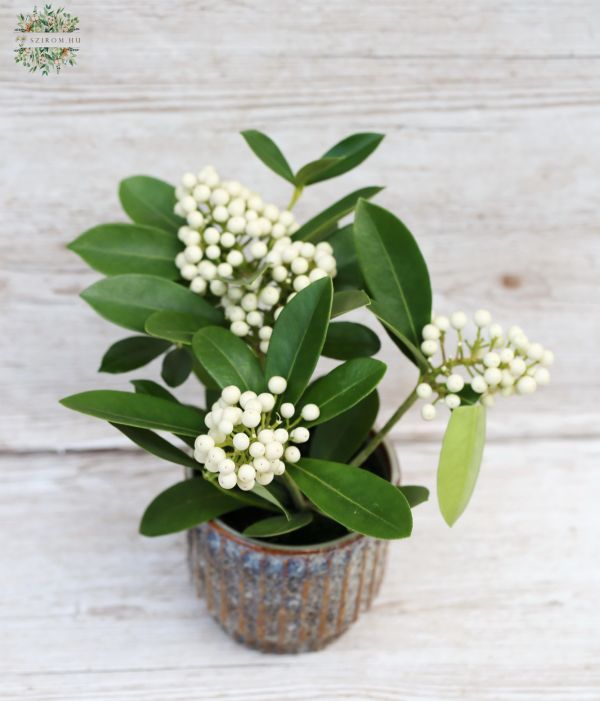 Skimmia japonica Oberries White (20cm) in a pot