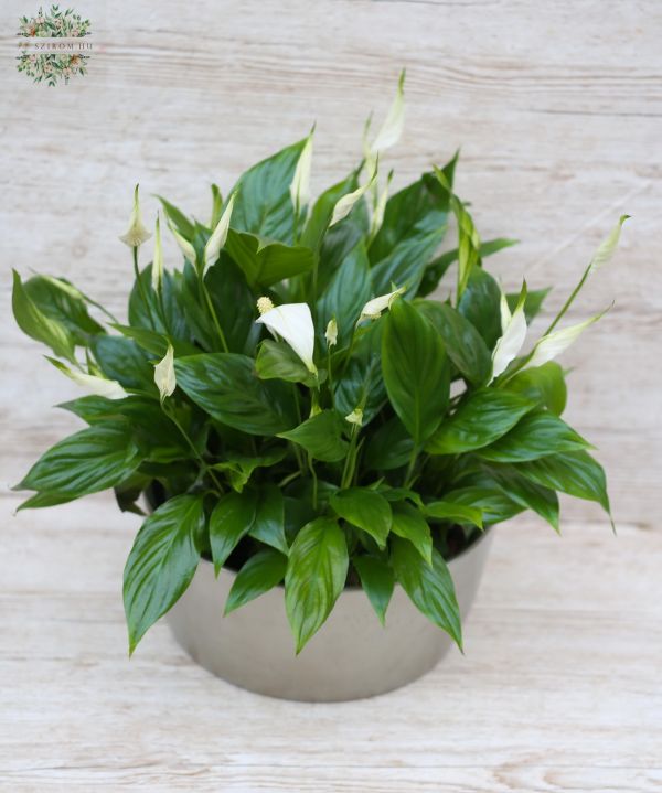 Vitorlavirág kaspóval (40 cm)