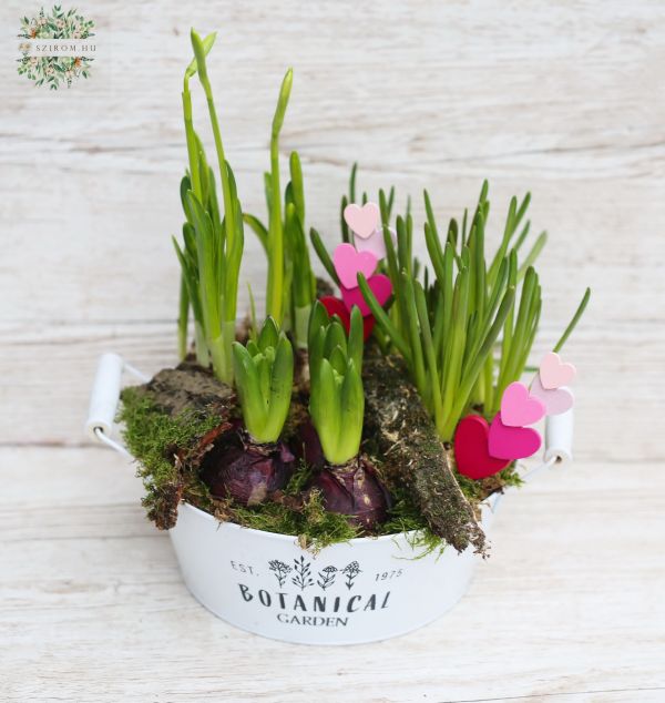 Tavaszi összeültetés bádog edényben