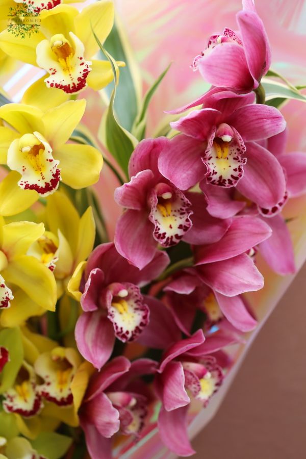 Bunte Mini Cymbidium Orchideen im Strauss