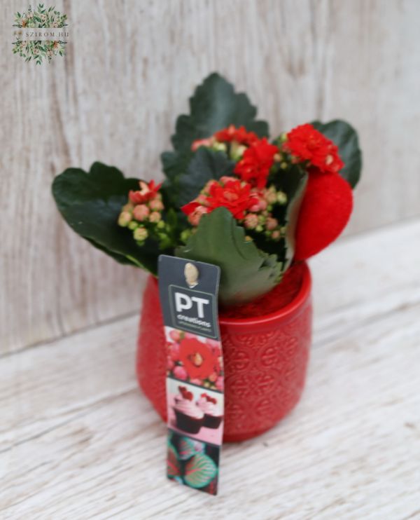Mini kalanchoe und Herz mit Topf