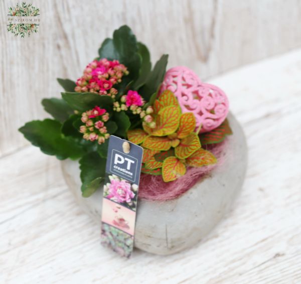 Herzförmiger Zementtopf mit Kalanchoe