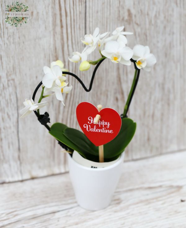 Eine in Herzform gezogene Mini Phalaenopsis-Orchidee zum Valentins
