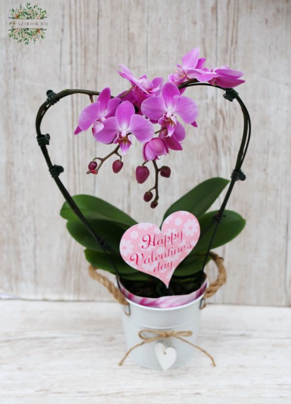 Eine in Herzform gezogene Phalaenopsis-Orchidee der Valentinsblüte