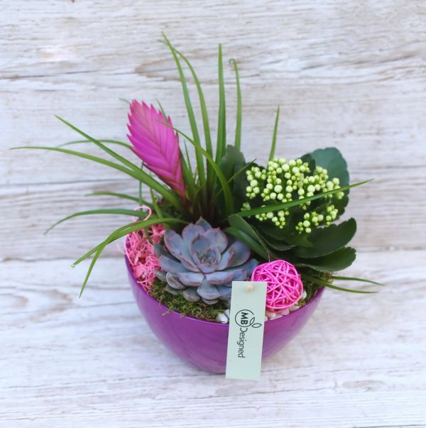 Rosa Pflanzenanordnung mit Tillandsia, Echeveria, Kalanchoe