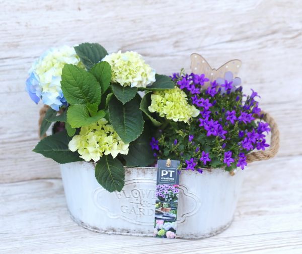 Blue - purple plant arrangement with hydrangea, campanula, butterfly