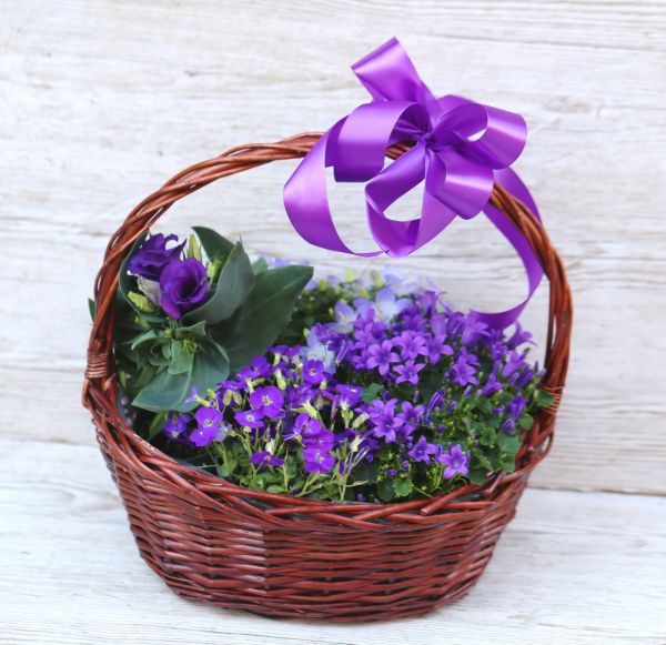 Big purple may basket with purple potplants, campanulas