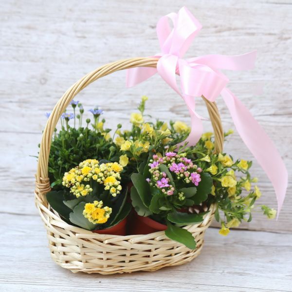 Small colorful pastel may basket with potted plants