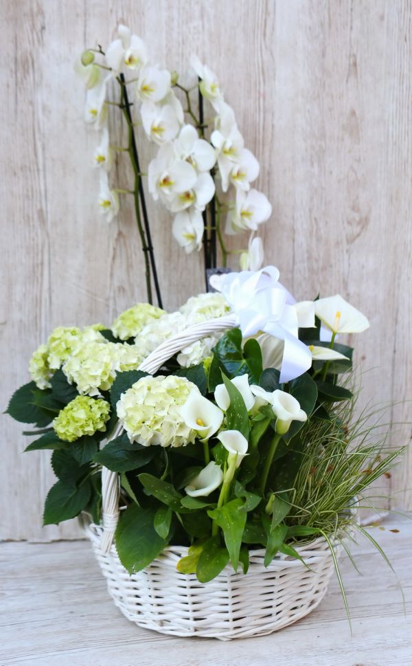 Giant white mai basket for engagement proposal, with white orchid, hydrangea, calla, anthurium