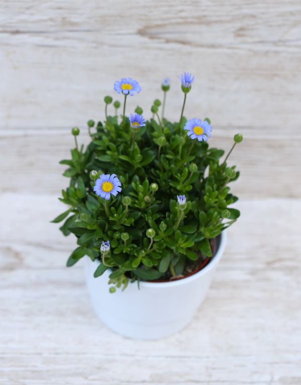 Blau Felicia Amelloides im Topf