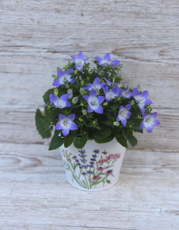 Campanula Isoph. Berlin Bicolor im Topf