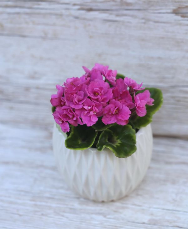 Saintpaulia Rococo in pot