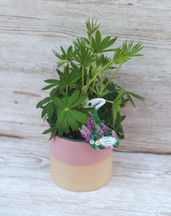 Lupinus Gallery Pink im Topf (garten)