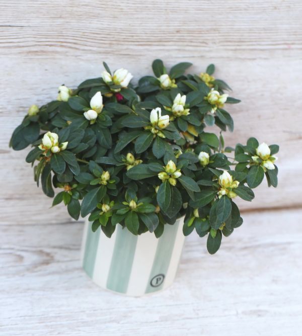 Azalea in Topf