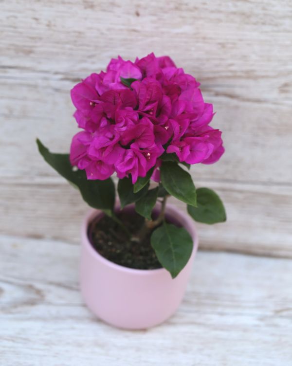 Bougainvillea Vera kaspóval (m 20cm) balkon