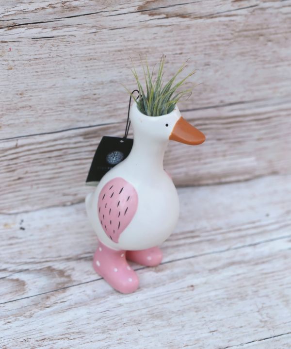 Tillandsia Goose Topf